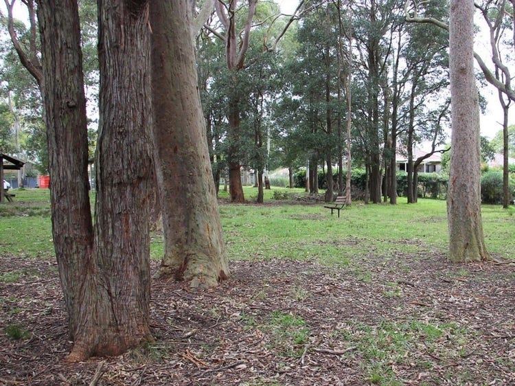 Parkland with tall trees and grassland
