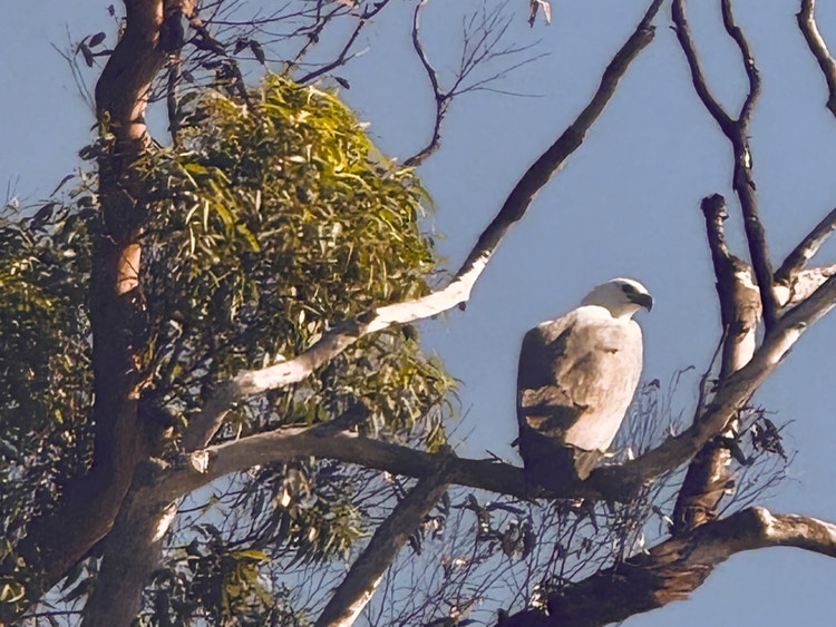 White-bellied sea eagle perched high in the top branches of a tree at Cowan Creek, Sydney.