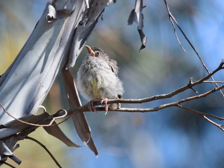 Small fluffy juvenile red wattlebird perched on a narrow branch.