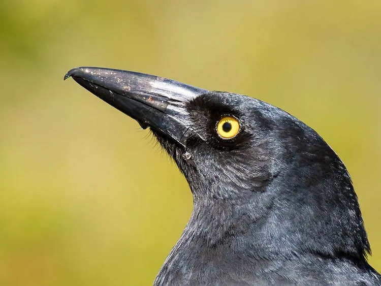 Close-up of a pied currawong’s long sharp beak showing the hooked tip used to shred meat.