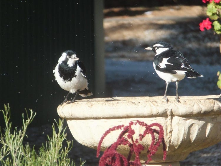 Male and female magpie lark on the rim of a raised bird bath with droplets of water in the air.