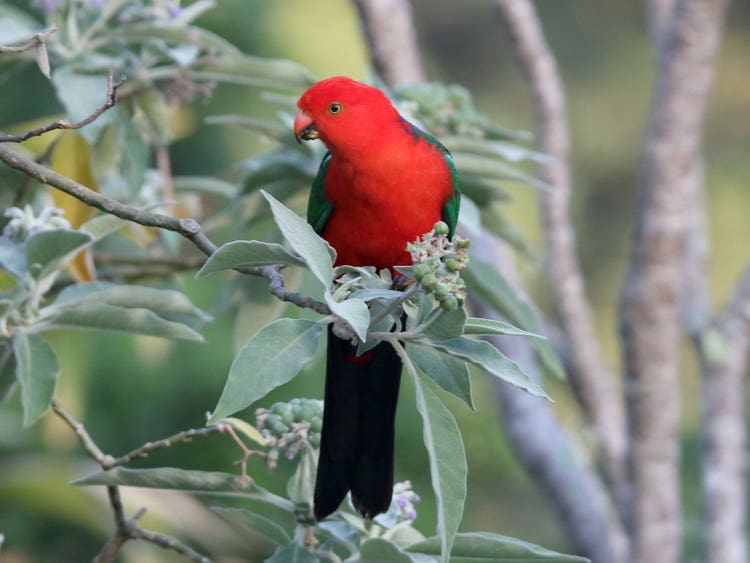 Male Australian king parrot with curved beak, long tail and bright red head and body perched on a branch.