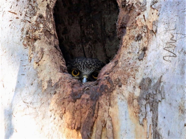 Powerful owl's head in a large tree hollow