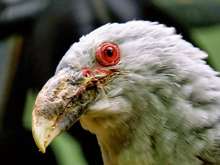 Close-up of a channel-billed cuckoo’s head showing its strong down-curved beak adapted for eating fruit.