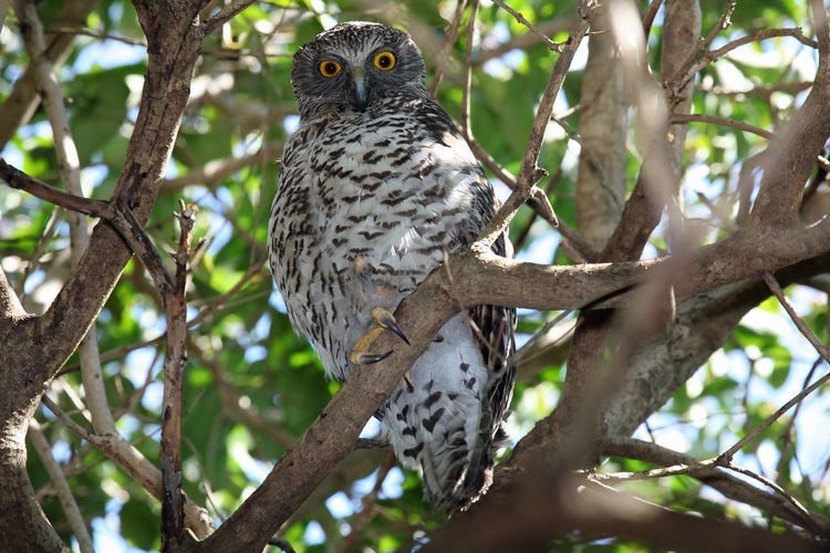 Powerful owl with large round forward facing eyes