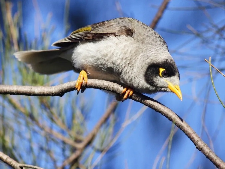 Noisy miner standing on a branch looking down, ready to chase an intruder or search for food.
