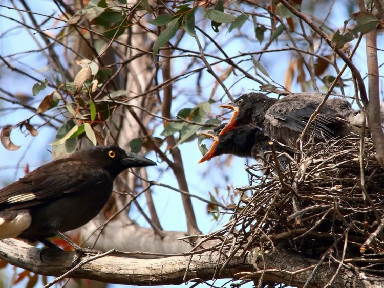Pied currawong nest made of sticks with several hungry chicks inside holding their beaks wide open.
