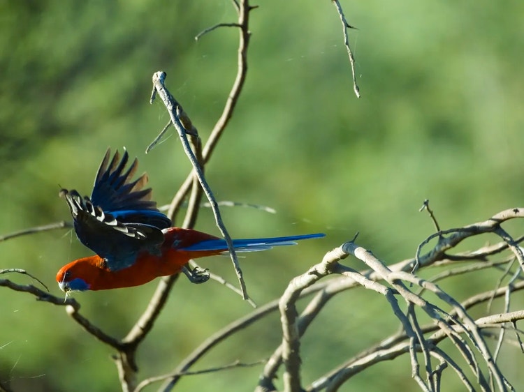 Crimson rosella in flight with wings outstretched and long flight feathers fanned out like fingers.