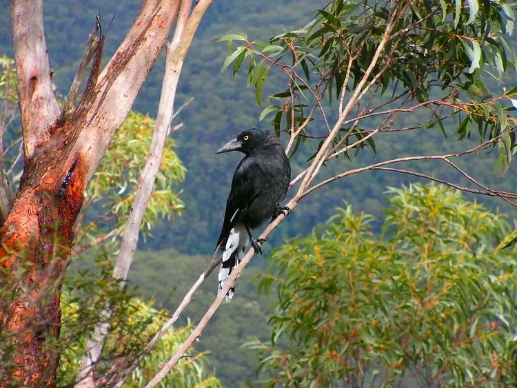 Pied currawong perched in a eucalypt tree, calling with high-pitched whistles.