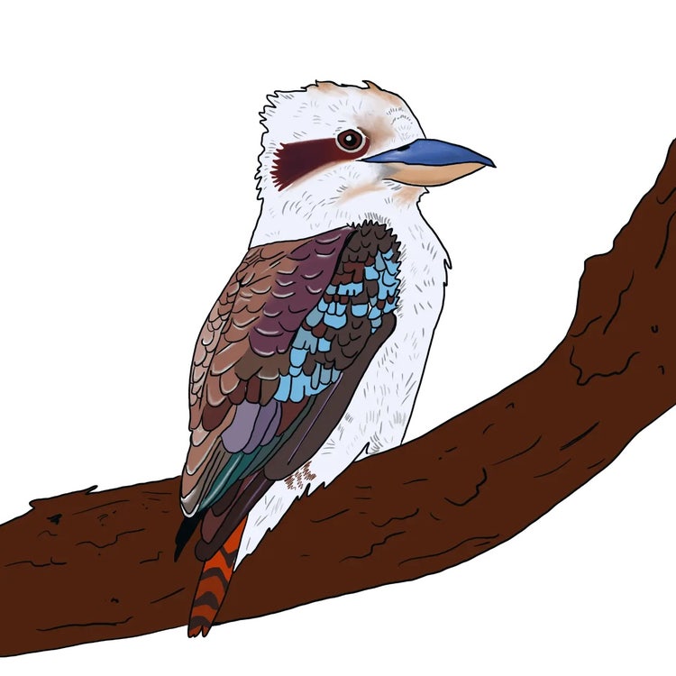 Close-up of a laughing kookaburra showing its large head, long pointed beak and dark brown eye stripe.