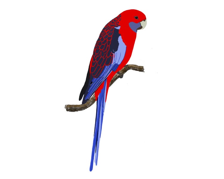 Adult crimson rosella with red head and body and blue cheeks, wings and tail perched on a branch.