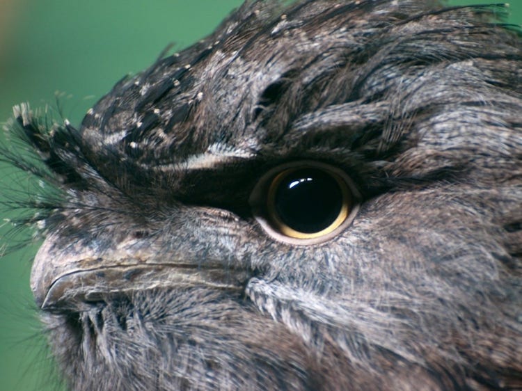 Tawny frogmouth head with large round eye and whisker-like feathers above beak