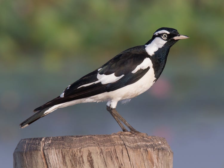 Bird with black and white feathers. He has a black throat and chest and a black horizontal stripe across his eye and a white eyebrow and cheek.