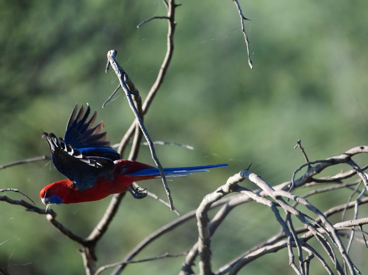 A crimson rosella with wings outstretched. It’s long flight feathers on its wings are fanned out like fingers on an open hand.