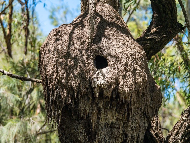 Large round termite nest on a tree trunk with a hole in the centre where kookaburras can create a nesting hollow.