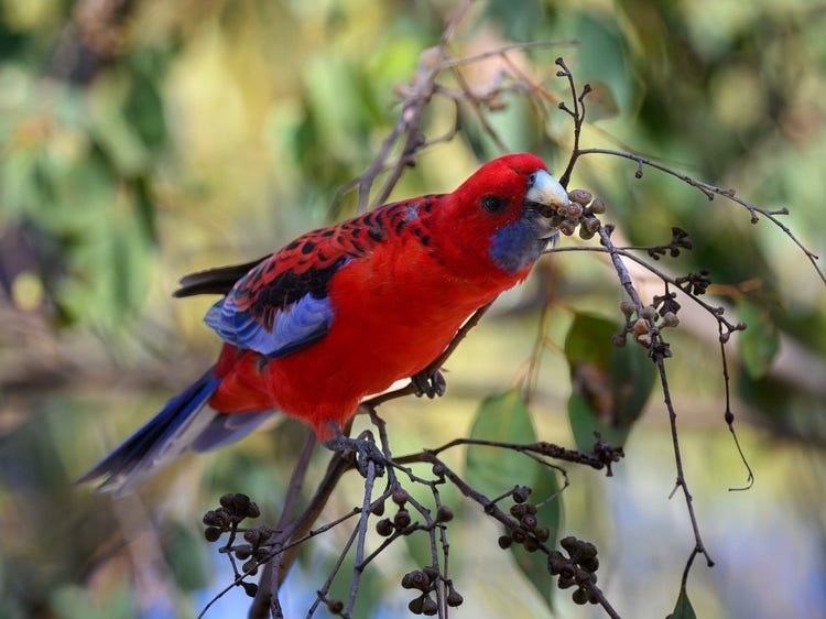 A crimson rosella on a branch using its beak to break open a round gumnut on a branch.