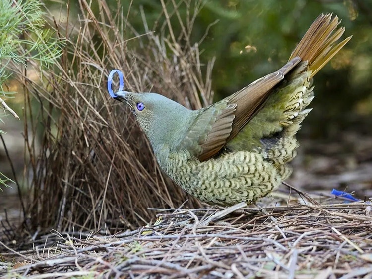 Immature male satin bowerbird on the ground holding a blue plastic ring in its beak with head and tail raised in a courtship display.