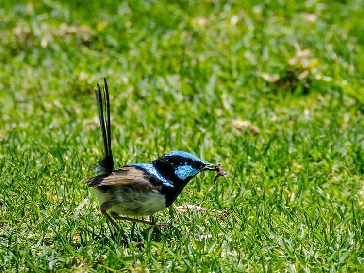 Superb fairywren on the ground with an insect in its beak