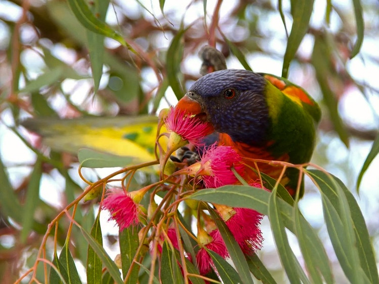 Rainbow lorikeet with its brush-tipped tongue deep inside a round gum blossom collecting nectar.