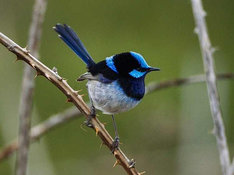 Male superb fairywren with dark blue body and lighter blue head