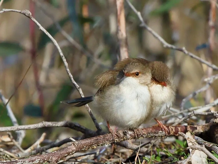 Two brown juvenile superb fairywrens perched together with upright tails.