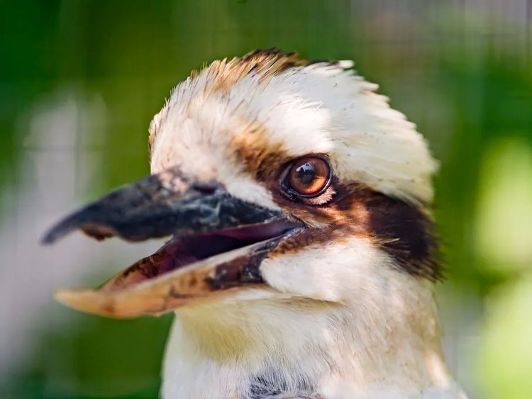 Close-up of a laughing kookaburra’s large head and thick neck showing strong muscles used to hit prey against branches.