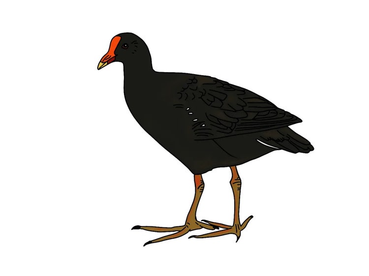 Dusky moorhen standing on the ground showing its long strong legs and very long splayed toes.