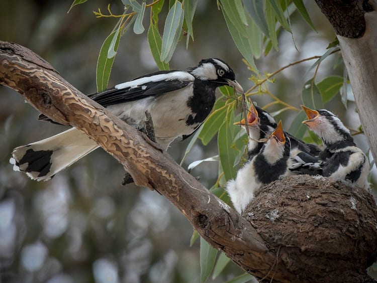 A mud nest with three baby magpie larks with beaks wide open and facing an adult on the branch.