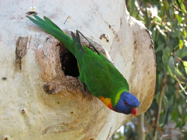 Rainbow lorikeet clinging to the edge of a round tree hollow where it nests.
