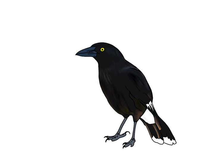 A pied currawong wiith black body and yellow eyes