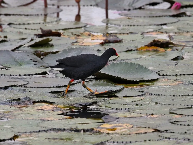 Dusky moorhen walking across floating waterlily pads using its long toes to spread its weight.