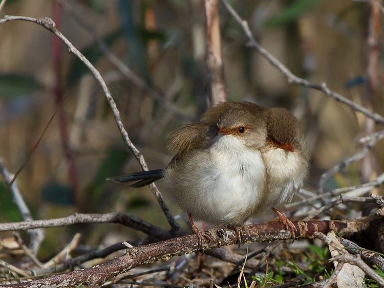Two brown young superb fairy wrens.