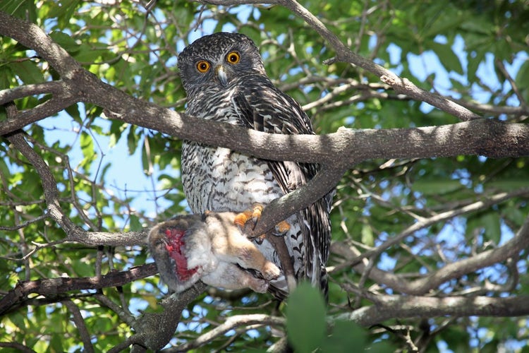 Powerful Owl with a dead ringtail possum in its talons