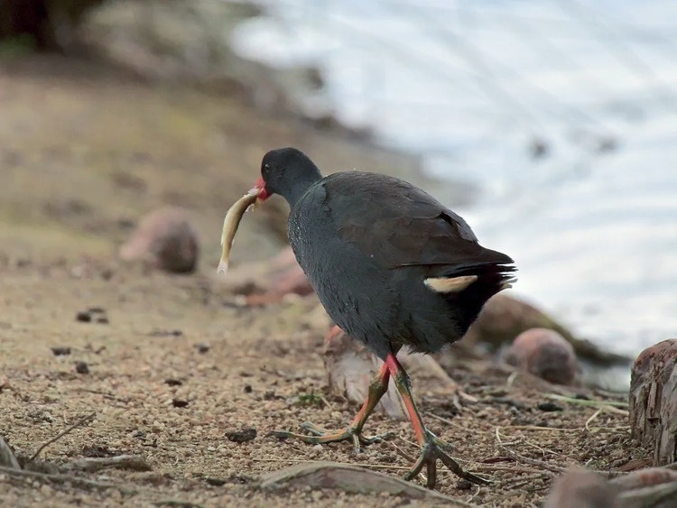 Dusky moorhen walking along the shoreline holding a small fish in its beak.