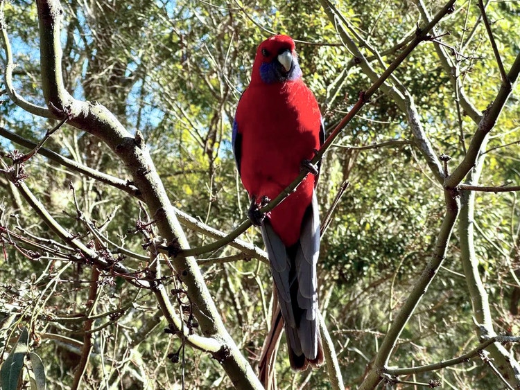 Crimson rosella clinging to a narrow branch using two toes at the front and two at the back.