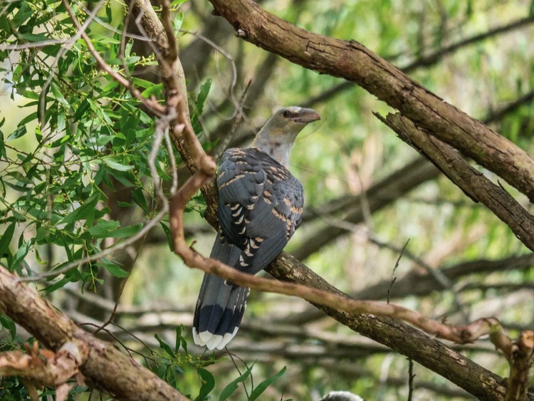 Channel-billed cuckoo roosting high on a tree branch in a tall eucalypt forest.