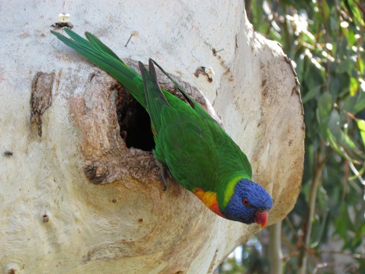 A rainbow lorikeet on the outside edge of a round hole in a tree trunk