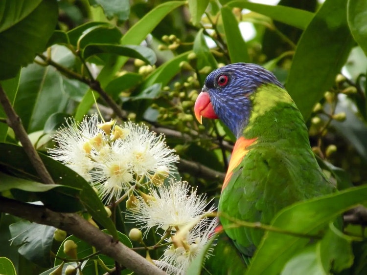 Rainbow lorikeet sitting on a branch beside feathery blossoms of a lemon myrtle tree.