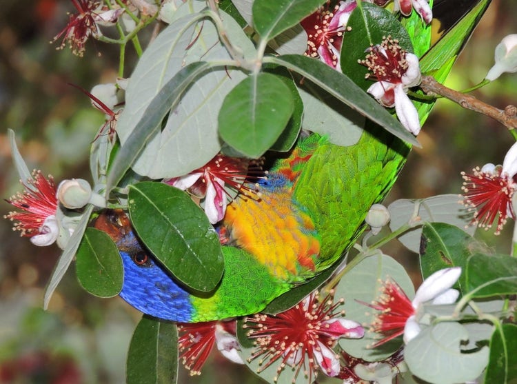 Rainbow lorikeet hanging upside-down with its tongue in the centre of a flower