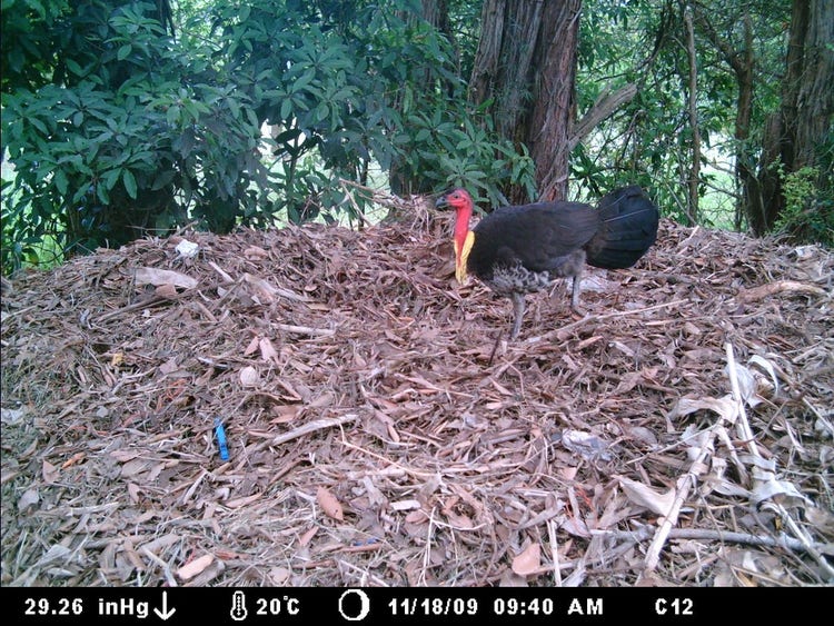 A male brush turkey on top of a mound made of leaves and mulch
