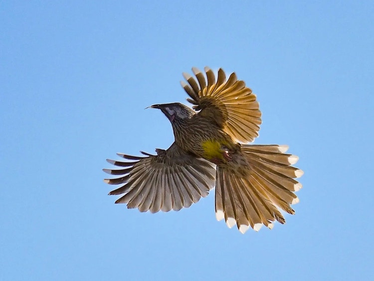 Red wattlebird in flight with wings and tail spread out like fans showing its flight feathers.