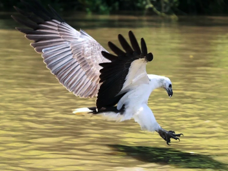 White-bellied sea eagle just above the water with talons stretched forward ready to grab a prey animal.