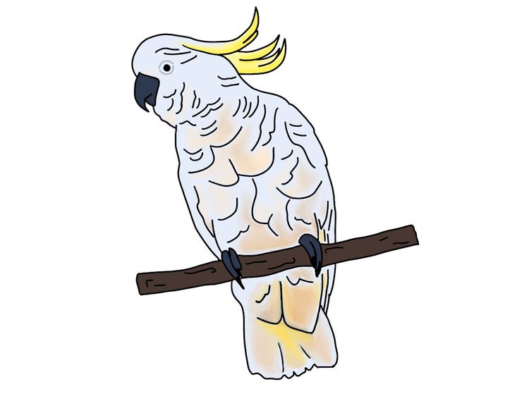 A sulphur-crested cockatoo on a branch with yellow crest, white feathers and black pointed beak.