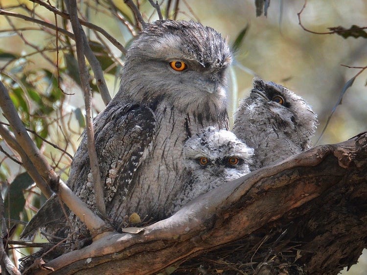 Tawny frogmouth and two chicks in nest