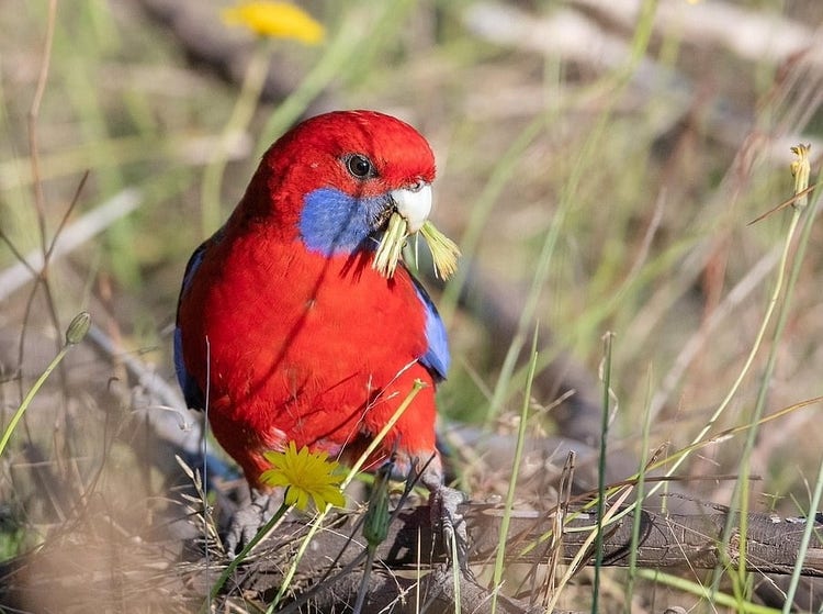 A crimson rosella on the ground with part of a flower in its beak.
