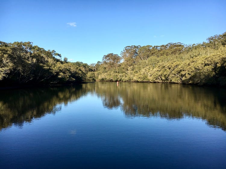 Wide river with low, dense mangrove trees growing along each bank. There are sheoak and eucalypt trees growing behind the mangrove trees.