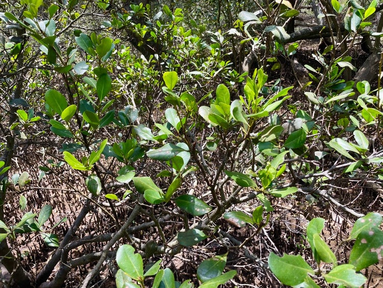 Small tree with bright green leaves with rounded tips growing in mud amongst other mangrove trees