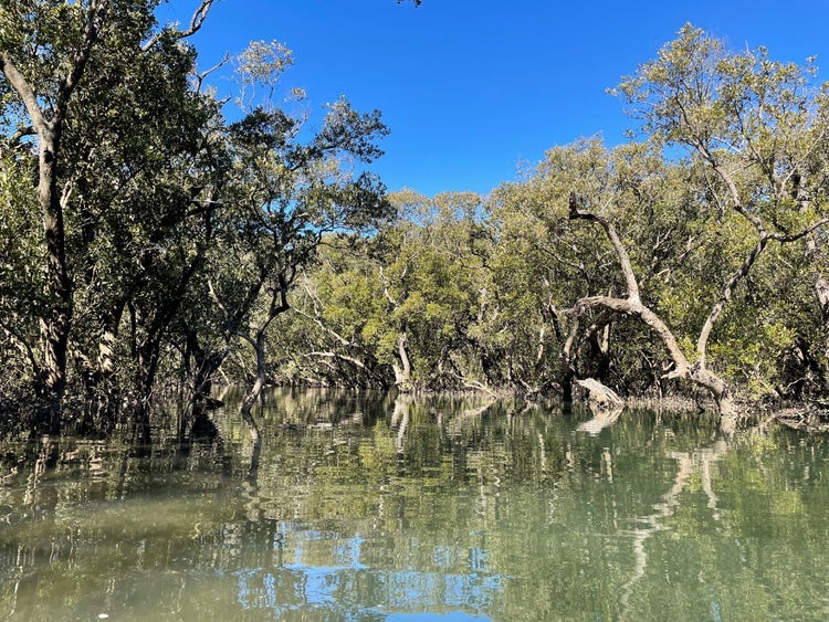 Mangrove trees with many stems branching out from the trunk of the plant growing in water covered mud.