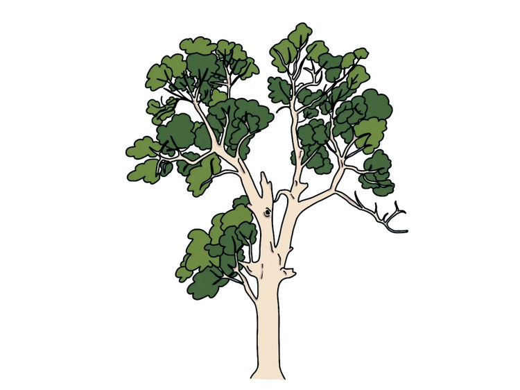 Gum tree with thick trunk and spreading branches