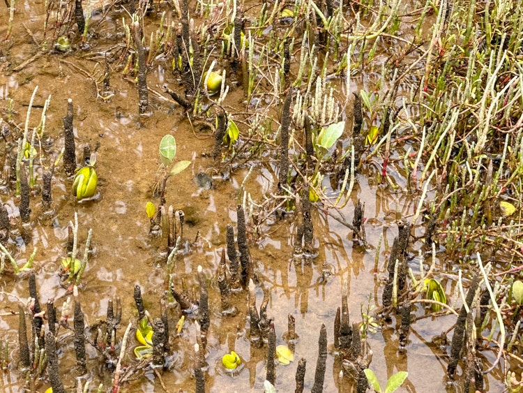Mangrove roots and young plants in shallow, muddy water.
